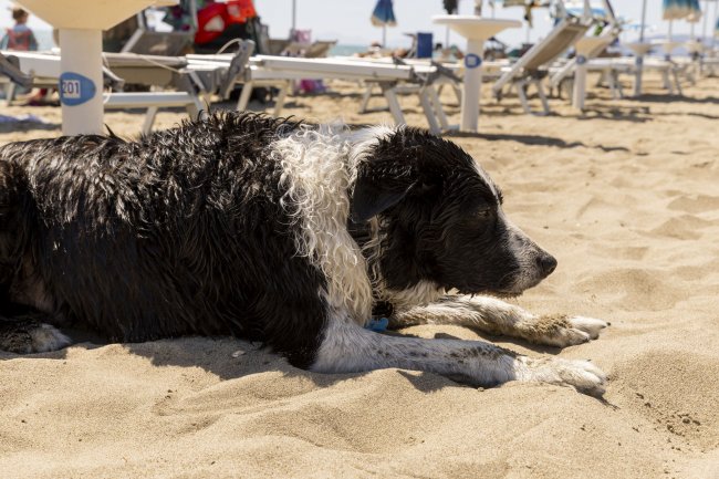 Cane sdraiato sulla spiaggia.