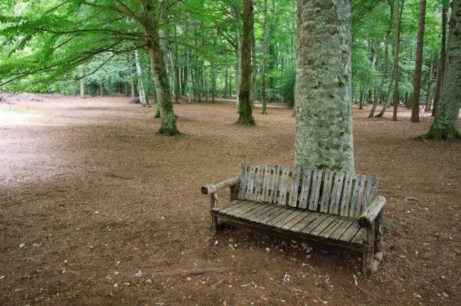 Panca di legno in un bosco verde.