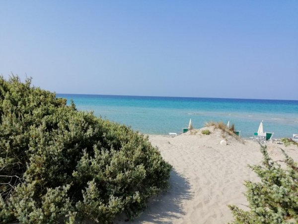 Spiaggia con cespugli e mare azzurro.