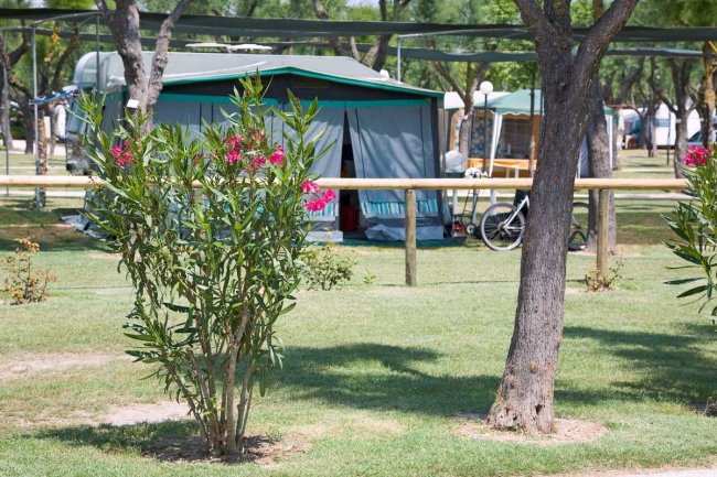 Una tenda da campeggio con piante fiorite e un albero vicino.