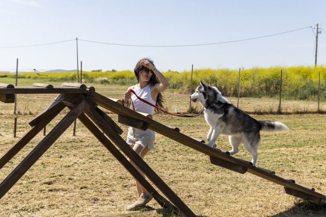 Cane su rampa da agility, persona accanto in campo aperto.