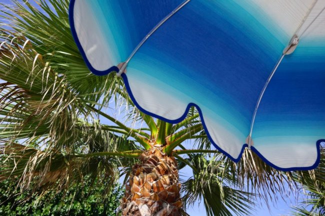 Ombrellone blu sopra una palma illuminata dal sole.