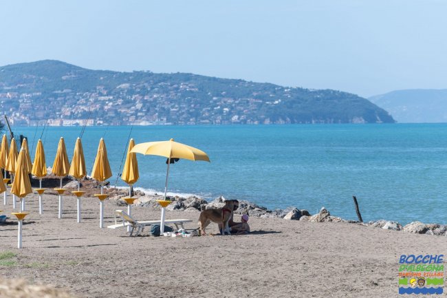 Una spiaggia con ombrelloni gialli e un cane sotto un ombrellone.
