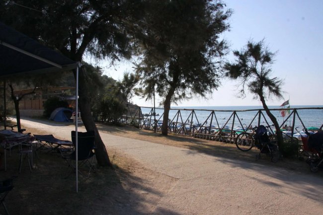 Un vialetto costeggiato da alberi vicino al mare.
