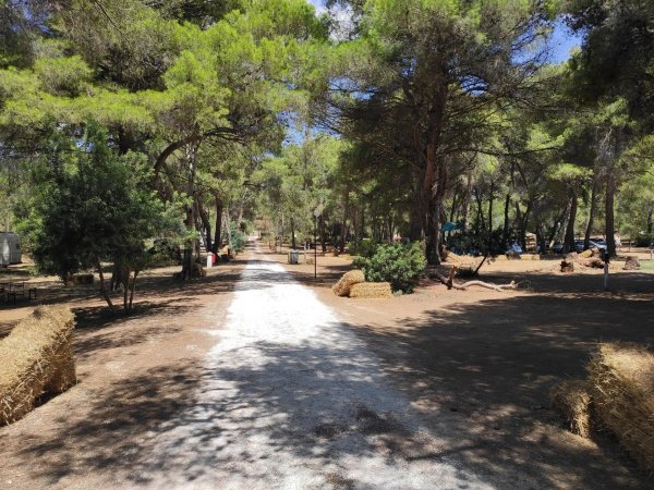 Sentiero bianco circondato da pini e balle di fieno.