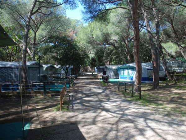 Campo da campeggio tra alberi.