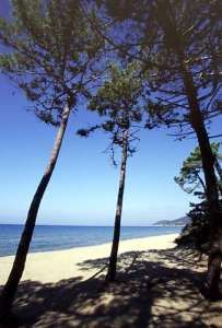 Una spiaggia sabbiosa con alberi alti e il mare sullo sfondo.