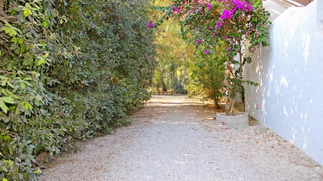 Viale alberato con piante verdi e fiori viola.