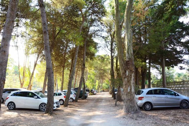 Auto parcheggiate tra alti pini lungo un sentiero sterrato.