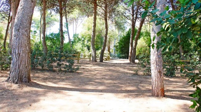 Sentiero boschivo tra alberi e arbusti.