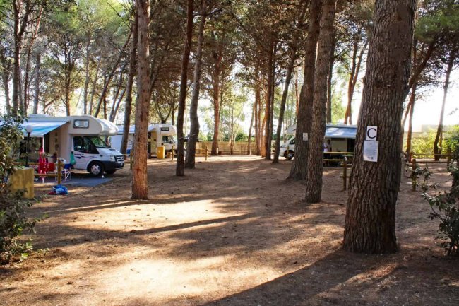 Camper in una pineta.