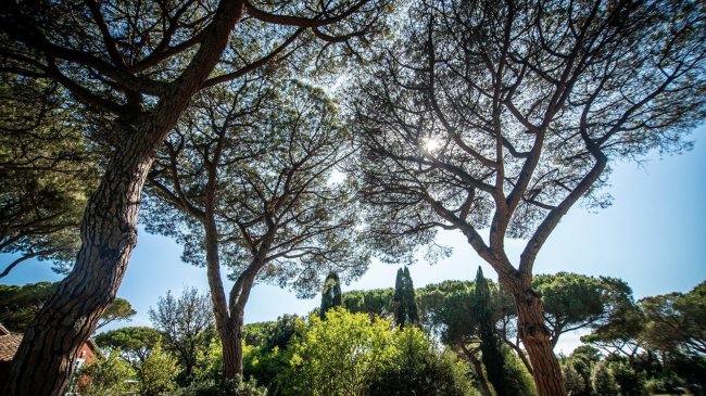 Alberi con rami ampi contro il cielo.