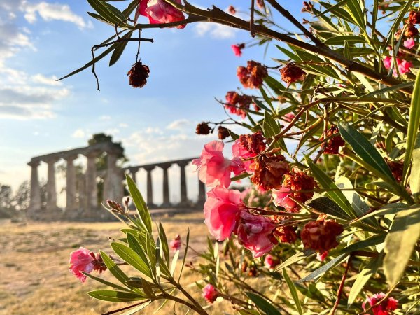 Fiori rosa in primo piano con colonne antiche sullo sfondo.