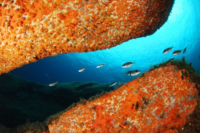 Pesci nuotano tra rocce coperte di spugne arancioni.