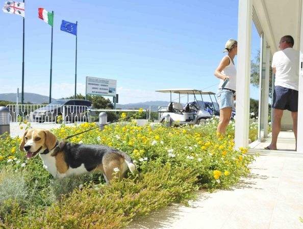 Beagle tra fiori vicino a edificio, bandiere sventolano.