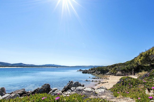 Spiaggia con fiori e sole splendente.