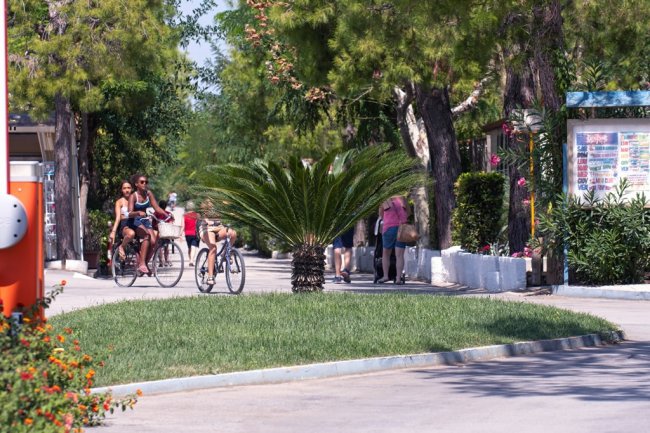Persone in bicicletta su un viale alberato.