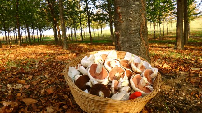 Un cesto pieno di funghi freschi ai piedi di un albero in un bosco.