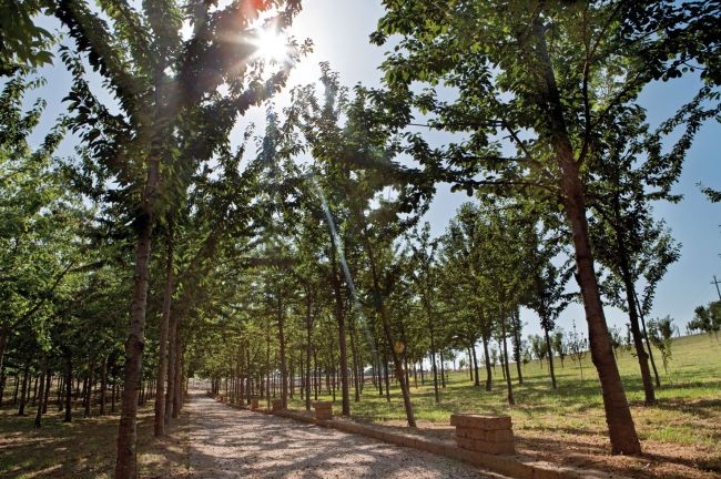Sentiero tra alberi con il sole che filtra attraverso le foglie.