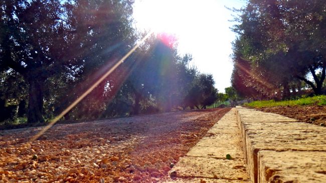 Viale alberato con luce solare intensa tra gli alberi.