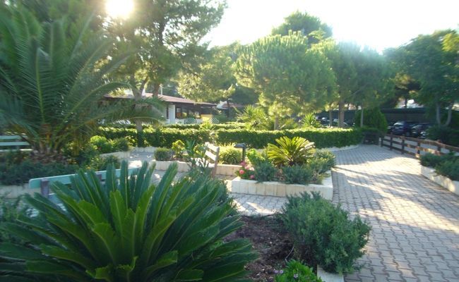 Un giardino con palme e vialetti di pietra al sole.