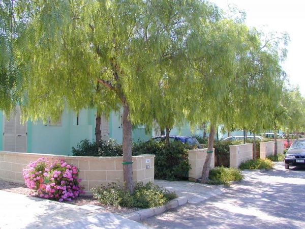 Viale alberato con auto parcheggiate accanto a muretti e fiori.