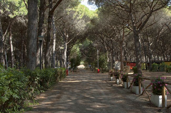 Viale alberato con piante in vaso su entrambi i lati.