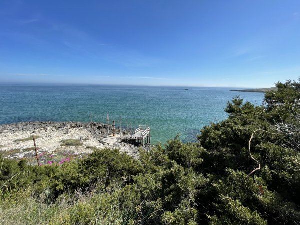 Vista sul mare azzurro con un molo e vegetazione in primo piano.