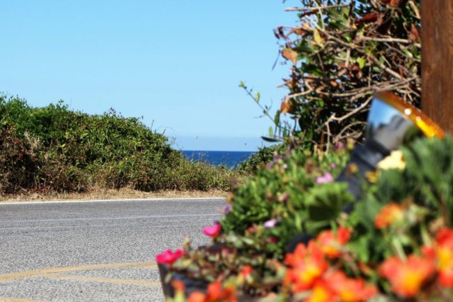 Strada vicino al mare con piante sulle rive.
