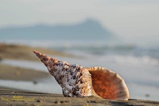 Conchiglia sulla spiaggia con il mare sullo sfondo.