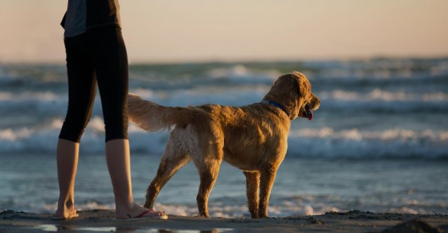 Persona e cane sulla spiaggia al tramonto.