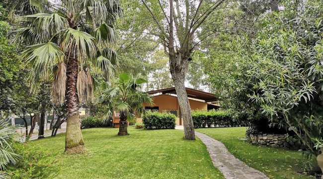 Giardino con palme e sentiero.